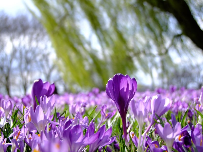 Saffron